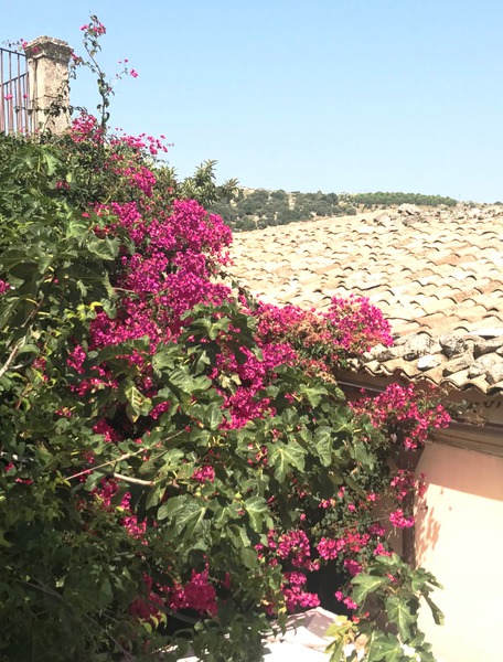Bougainvillea glabra Lubera