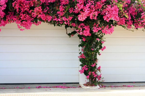 Bougainvillea, Drillingsblume