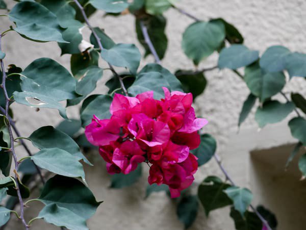 Auch Bougainvillea buttiana sollte warm überwintert werden