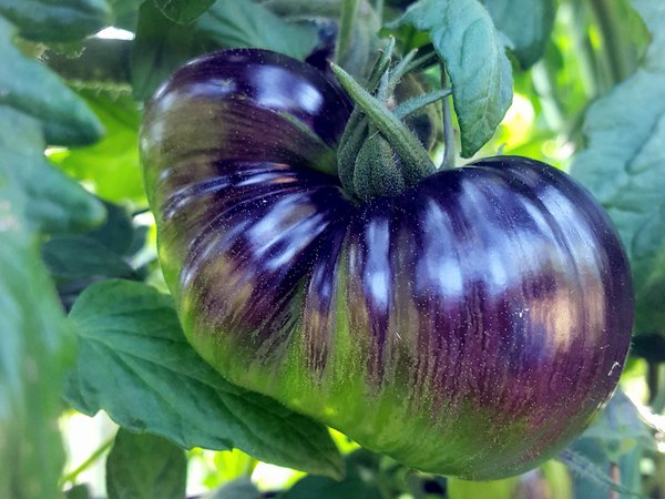 Heirloom Tomate Brads Atomic Grape Tomaten Update Ranka Tessin Lubera