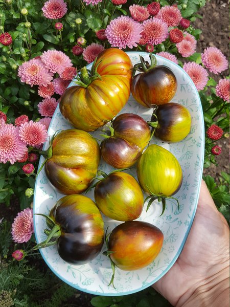 Die schnsten Tomaten der Welt Ranka Tessin