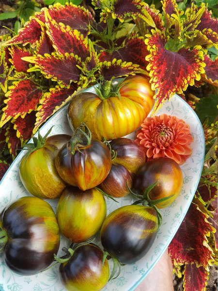 Die schnsten Tomaten der Welt Ranka Tessin 