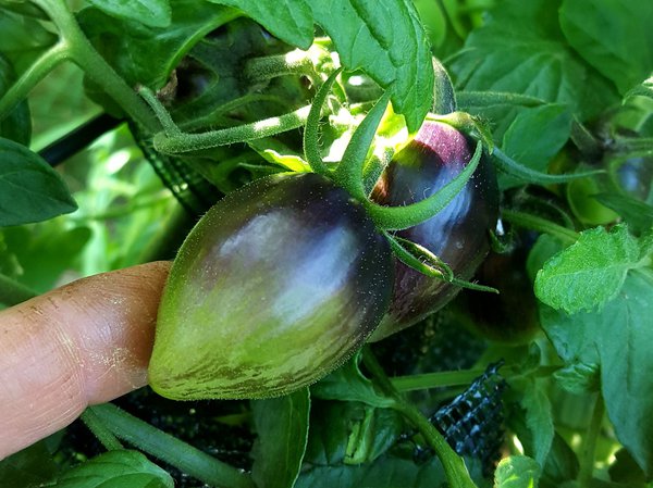 Tomate Brads Atomic Grape Tomaten Update Ranka Tessin Lubera