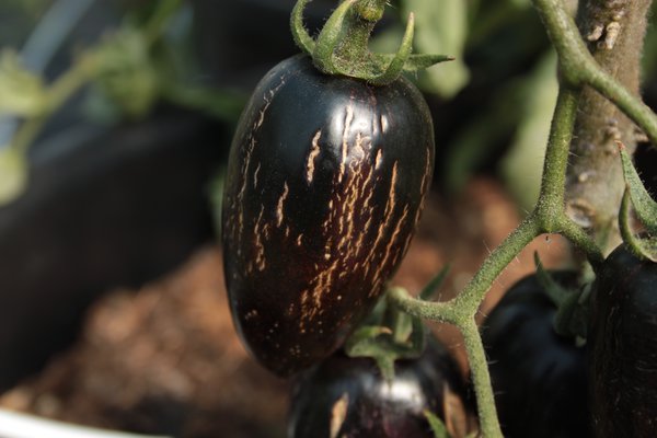 Heirloom Tomate Brads Atomic Grape (Solanum lycopersicum)
