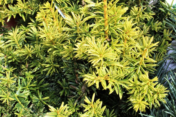 Taxus baccata 'Golden Nugget'