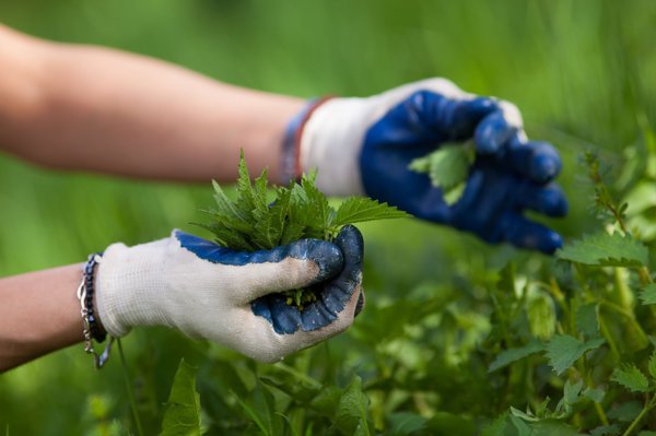 Vorsorglich Handschuhe beim Ernten tragen