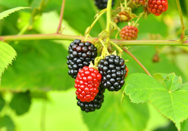 Brombeer Rezepte