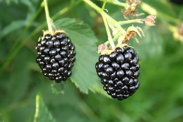 Brombeere Lubera® Navaho® Bigandearly®