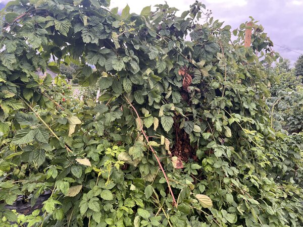Brombeeren, Rubus fruticosus, Trockenheit 2026