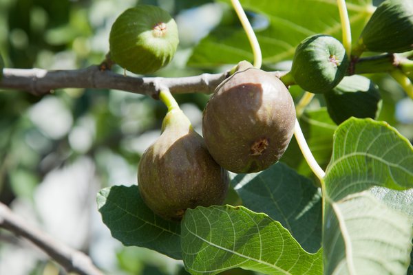 Feigensorten Fruchtfeige Brown Turkey Lubera