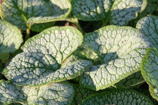 Brunnera macrophylla 'Sea Heart' (S)