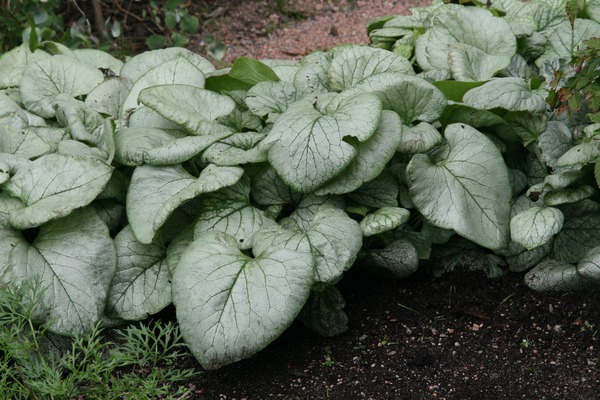 Brunnera macrophylla 'Looking Glass' (S)