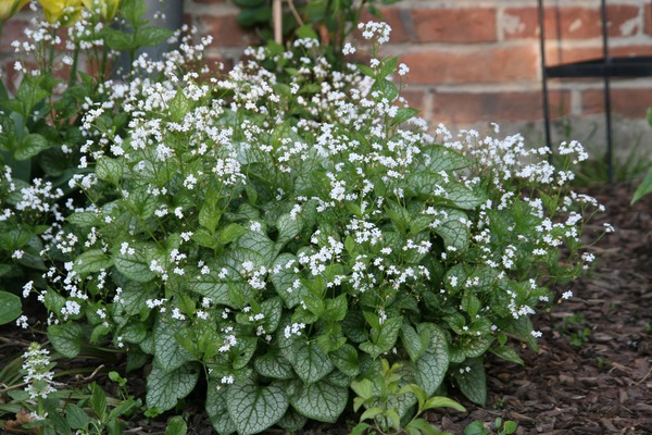 Brunnera macrophylla 'Mr. Morse' (S)