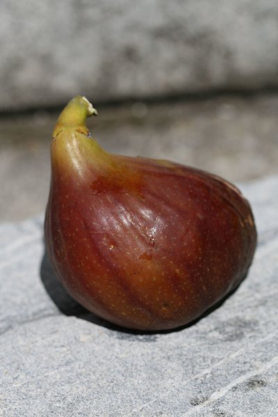 Fruchtfeige Brunswick