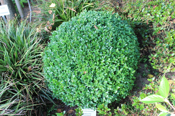 etablierte zur Kugel geschnittene Pflanze im Garten