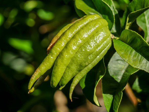 Buddhas Hand Zitrone: Jede Frucht ist indiviiduell