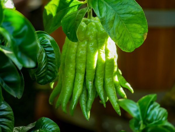 Buddhas Hand Zitrone wächst im Verborgenen zu einer stattlichen Größe heran