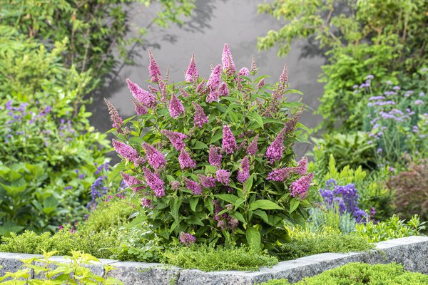 Buddleja Butterfly Candy Little Pink. Schmetterlingsflieder Little Pink Buddleja Butterfly Candy Little Pink. Schmetterlingsflieder Little Pink