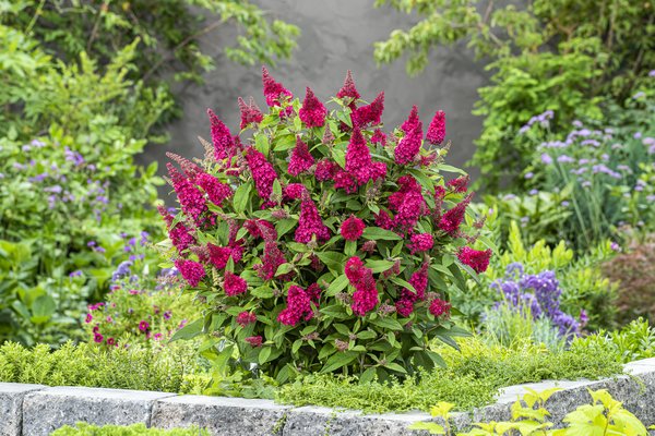 Buddleja Butterfly Candy Little Ruby, Schmetterlingsflieder Little Ruby