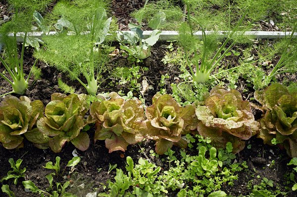 Vom Beet in die Küche, Lilien u Salat , Sabine Reber, Stöh Grünig