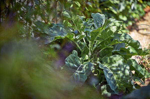 Gemse im Schatten, Lubera
