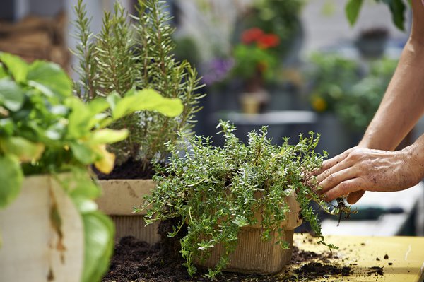 Vom Beet in die Kche, mein Gartenjahr, Mrz , Sabine Reber, Sth Grnig, selbst anbauen