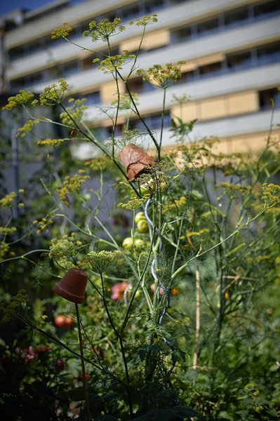 Vom Beet in die Kche, Fenchel , Sabine Reber, Sth Grnig, selbst anbauen