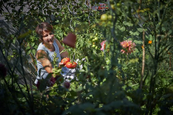 Vom Beet in die Küche, Tomaten u Baslilic , Sabine Reber, Stöh Grünig