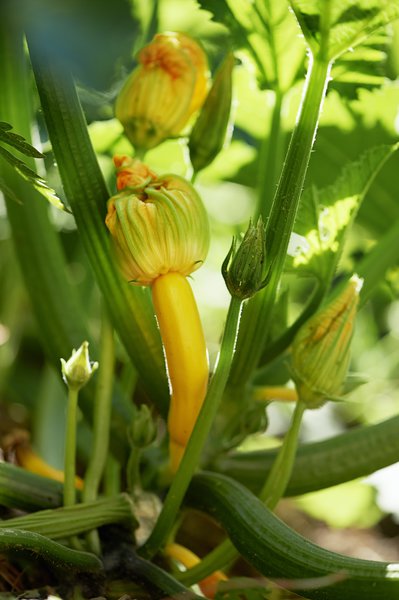 Vom Beet in die Küche, Zucchini u Kräuter , Sabine Reber, Stöh Grünig