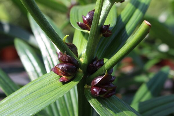 Lilien pflanzen, pflegen und vermehren, Bulbillen an der Lilie