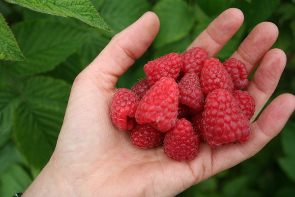 Sommerhimbeeren Tulameen