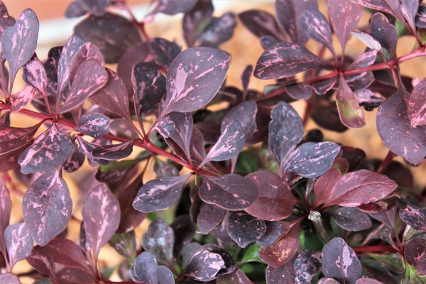 Berberis thunbergii 'Pink Queen' mit rotmelierten Blttern