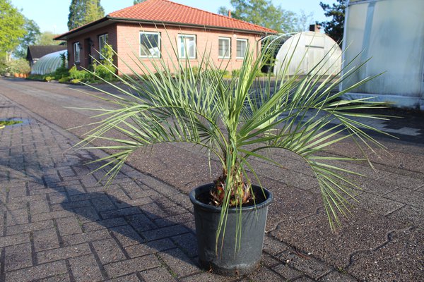 Geleepalme (Butia Capitata)