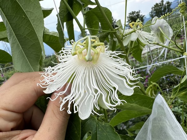 Passiflora incarnata alba, snowstar, Snow Maypop, cooltropics