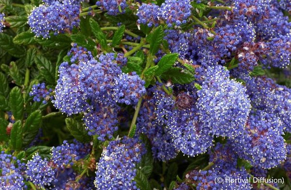 Ceanothus thyrsiflorus Blue Diamond