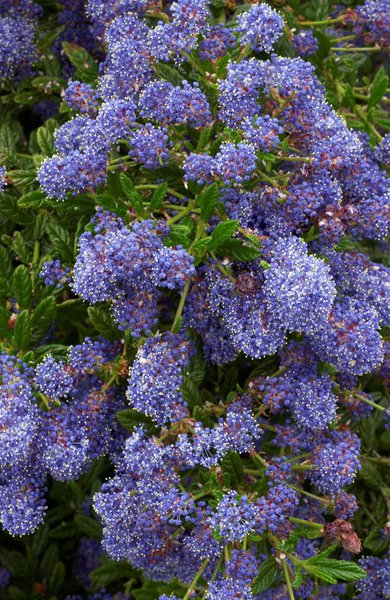 Säckelblume Ceanothus Blue Diamond