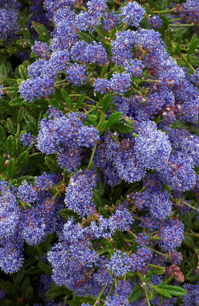 Sckelblume Ceanothus Blue Diamond