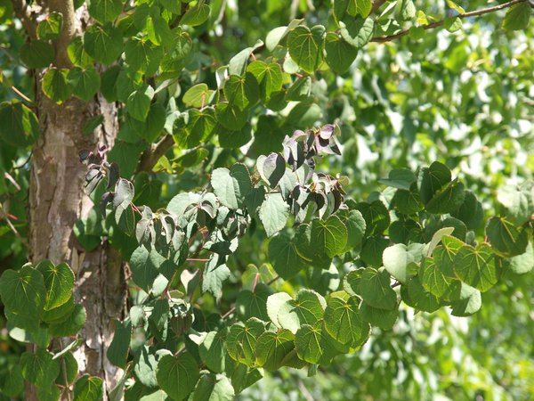 Japanischer Kuchenbaum, Lebkuchenbaum Katsurabaum (Cercidiphyllum japonicum)