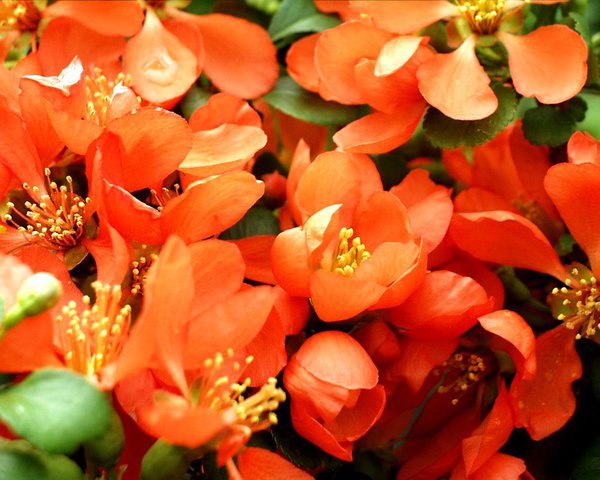 Japanische Zierquitte 'Cido' (Chaenomeles japonica) Japanische Zierquitte 'Cido' (Chaenomeles japonica)