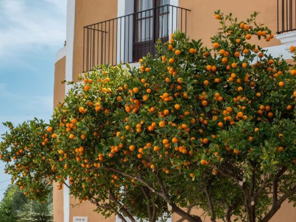 Mediterrane Gärten Bilder