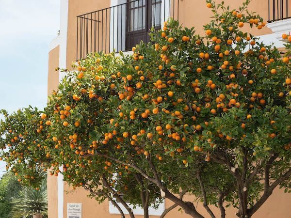 Calamondin auf Ibiza