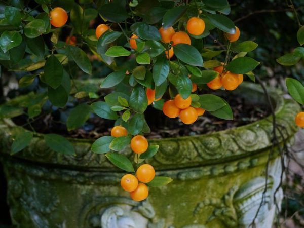 Edle Pflanzgefässe setzen Calamondin ins rechte Licht