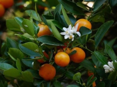 Orangenbaum verliert Bltter Lubera