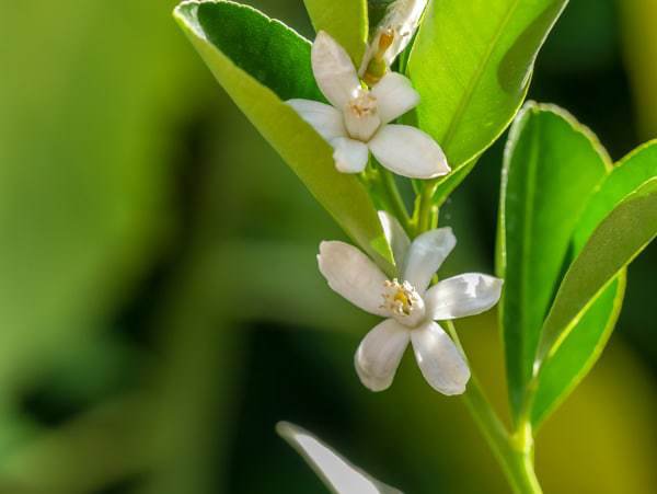 Das Calamondin Orangenbäumchen hat wundervolle Blüten