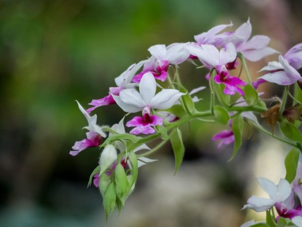 Jardin des Plants