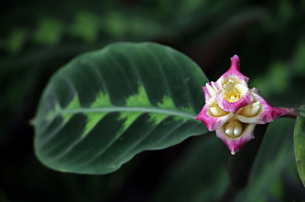 Calathea, Korbmarante