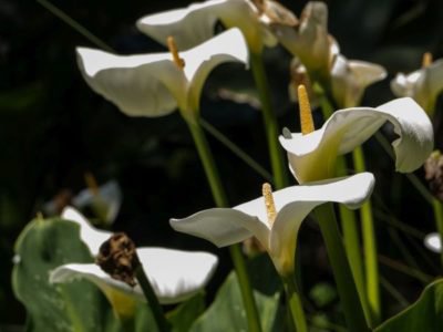 Bei guter Pflege trgt die Calla Pflanze viele Blten
