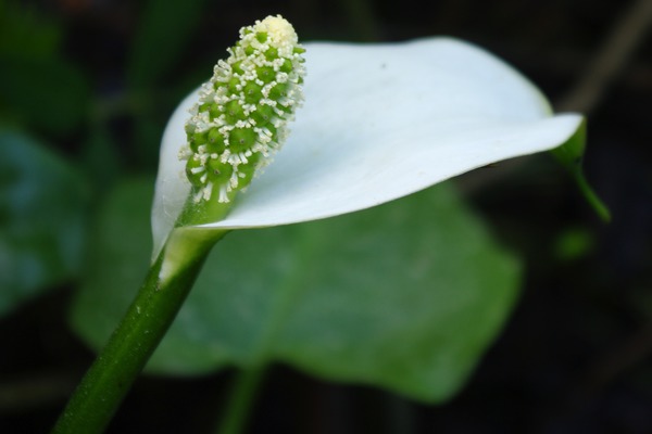 Calla - weiße Blüte