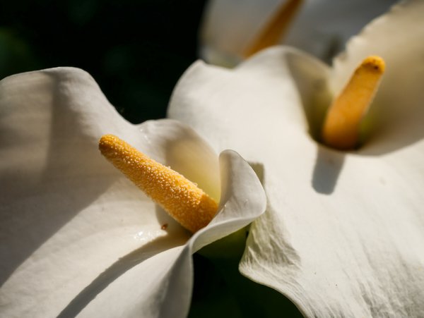 Calla überwintern