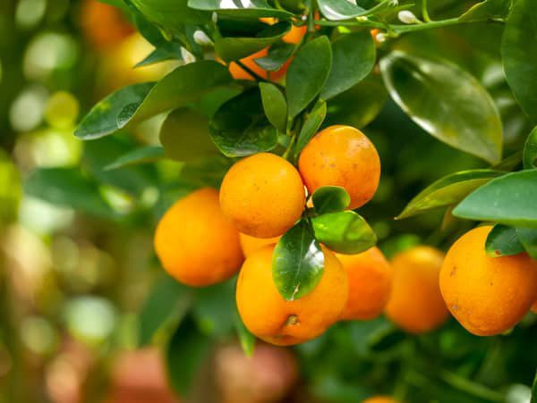 Calamondin Orangenbumchen tragen viele Frchte